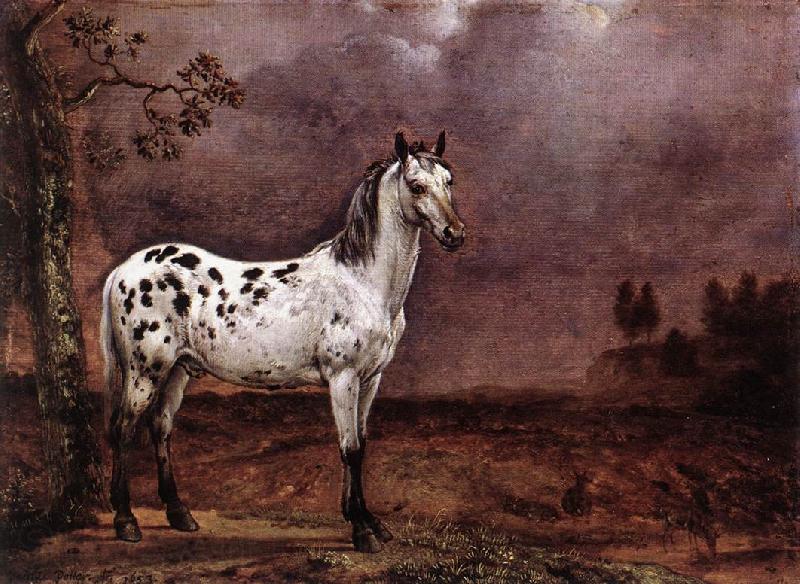 POTTER, Paulus The Spotted Horse af France oil painting art